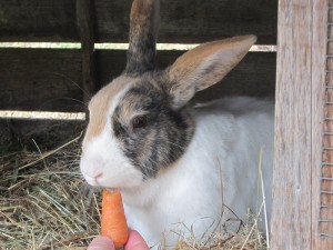 Kaninchen frisst Möhre